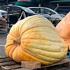 Giant pumpkins from JBLM put scare in competition