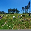 New invasive grass makes its way to JBLM