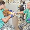 Program teams Army veterinarians, veterinary hospital