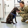 Ask an Army veterinarian: PCSing with pets