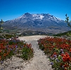 Plan a trip to  Mount St. Helens