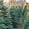 Holiday guide: Tis’ the season to find the perfect Christmas tree