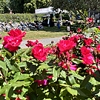Point Defiance Flower & Garden Festival: A botanical extravaganza